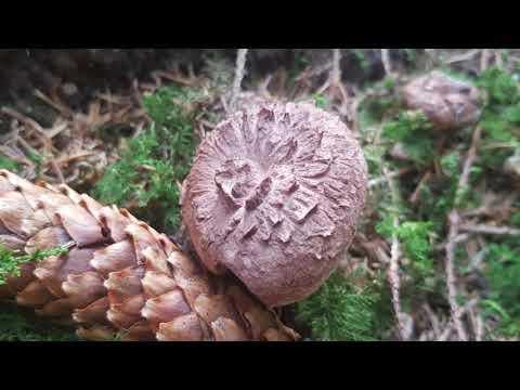 Der Bayern Sondler Teil 194 - Das Schwammal Dreamteam