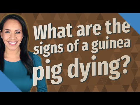 What are the signs of a guinea pig dying?