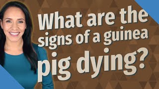 What are the signs of a guinea pig dying?