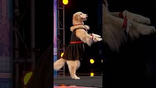 Dancing dog makes Simon howl of laughter | AGT thumbnail