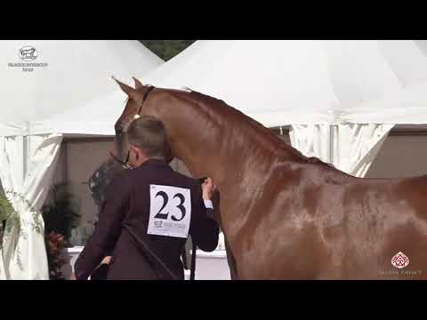 N 23 RA'EAH ATHBAH   Prague 2020   Intercup   3 Years Old Fillies Class 3