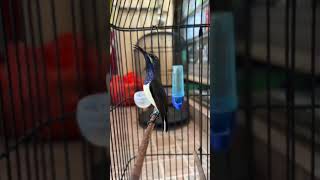 Download lagu Sogon Juara Nasional Tembakan terbaik saat ini mp3