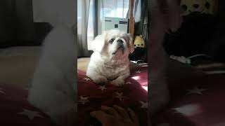 「ペット」可愛い😆犬