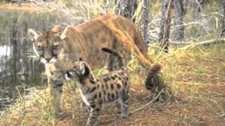 Endangered Animals Digital Story