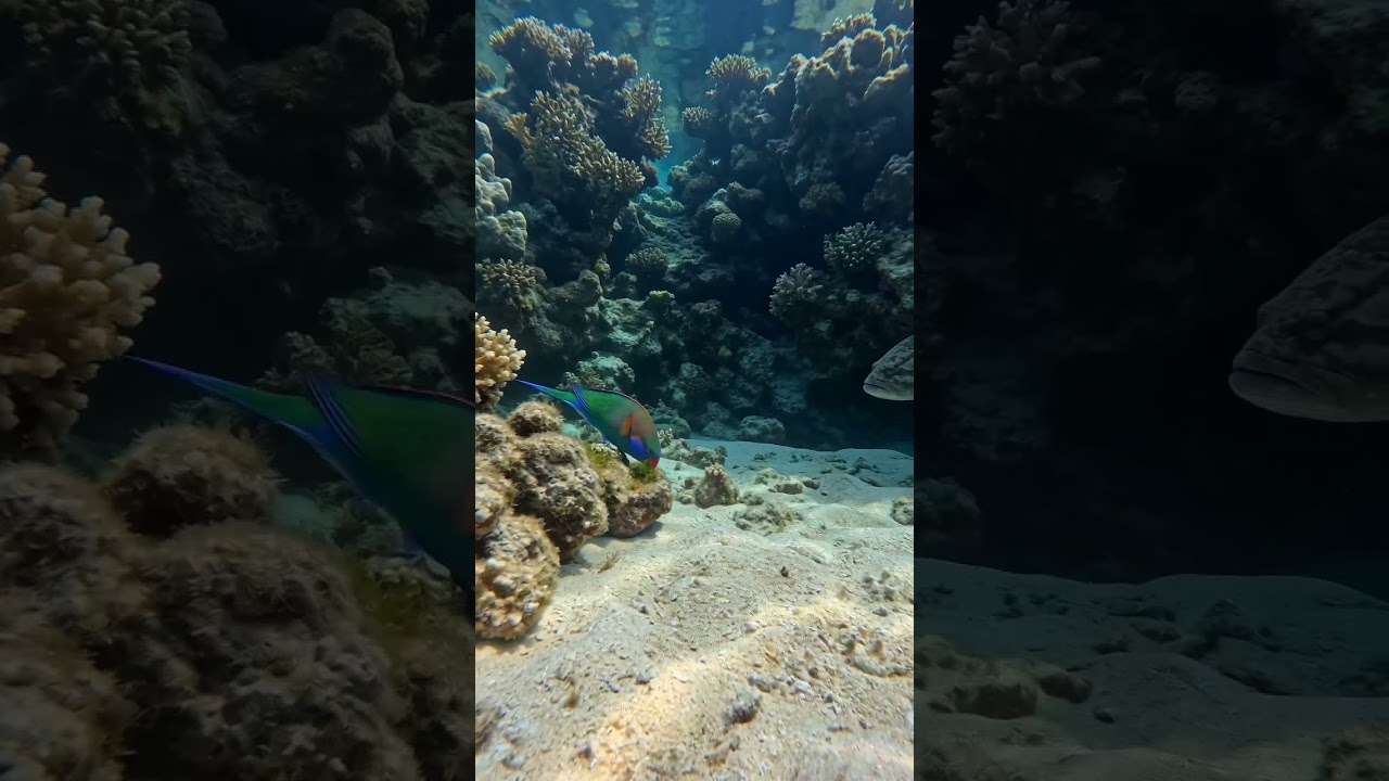 Giant Grouper Ambushes a Parrotfish on the Reef 😳🐟