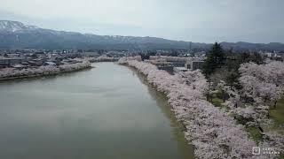 高田公園の桜をドローン撮影-Niigata,Japan