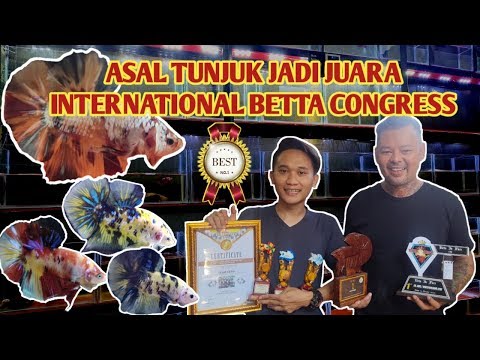 ASAL TUNJUK IKAN JADI JUARA INTERNATIONAL BETTA CONGRESS