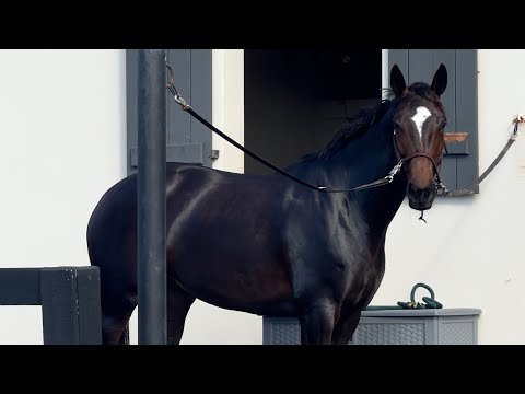 Tremendous video 2
