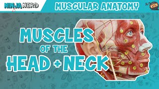 Muscles of the Head & Neck  Anatomy Model