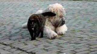 Love at first sight. Cat loves the dog