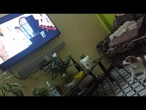 My daughter Winnie 🐕 enjoying #Parineeta #Dog #Paws #saifalikhan #vidyabalan #bollywood #movie