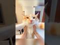 Moew Ew Ew Cat Catsounds