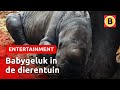 Witte neushoorn geboren in Beekse Bergen | Omroep Brabant