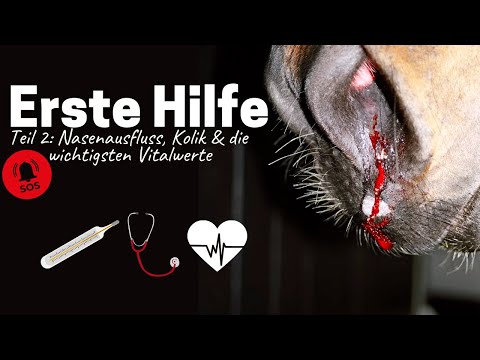 Erste Hilfe beim Pferd | Schlundverstopfung, Kolik und Augenprobleme 🆘