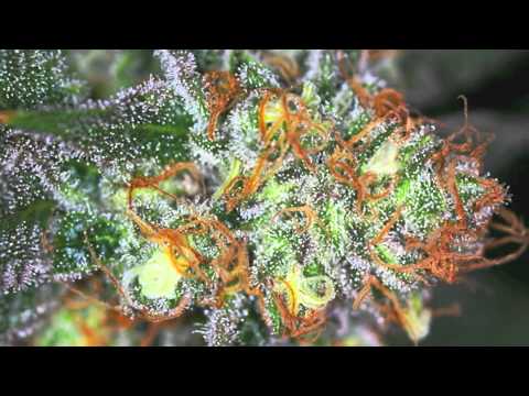 rap bordeaux 2011 WEEDRIDDIM Toumba Vargues,Bilen,Jacko lion