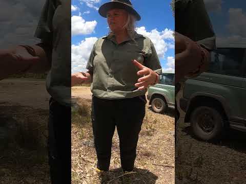 En busca de los coquitos de la fruta del palmar de Butiá para comer las almendras que contienen 😄