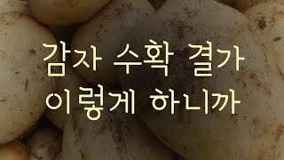 #감자수확하기 #감자 수확 결과 이렇게 하니까!