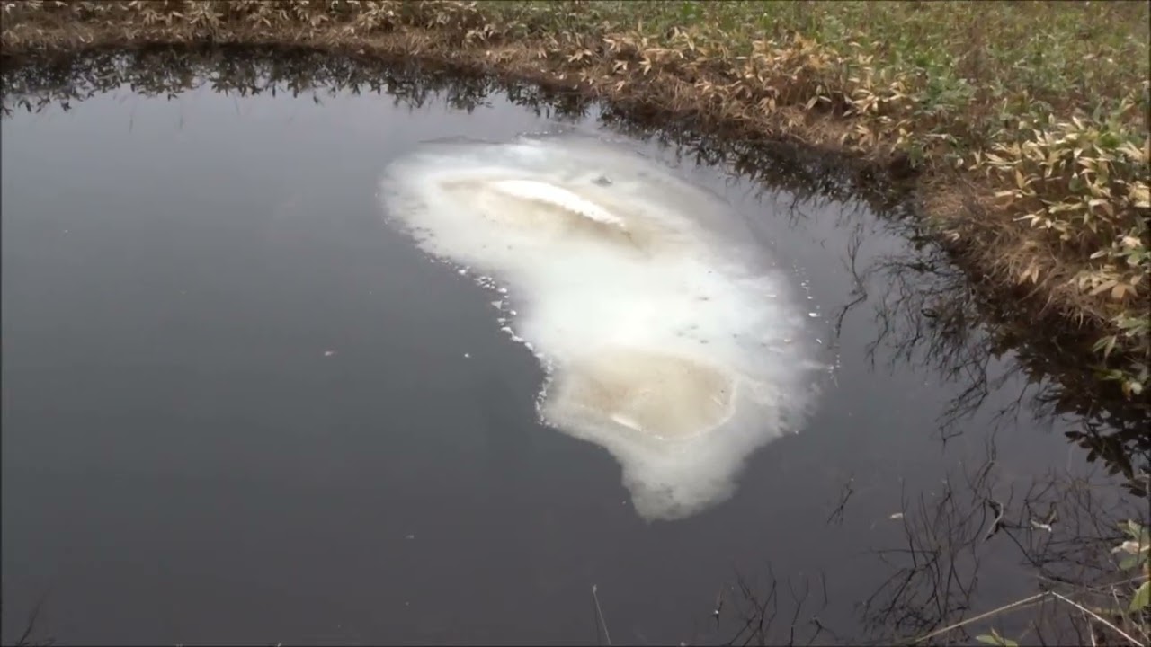 尾瀬（2025年5月26日）