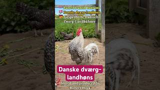 Danish Landrace bantam Chickens - Danske dværg landhøns - Dänische Zwerg-Landhühner in "Gesperbert"