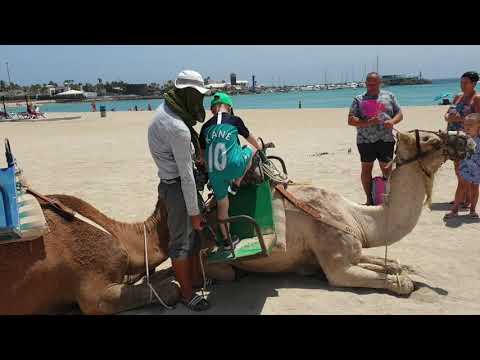 Fuerteventura Camel Ride in Caleta de fuste