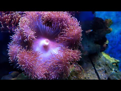 Mundo Submarino: Anémona de mar
