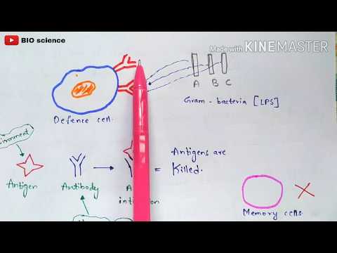 Hypersensitivity Type 1 and Type 2