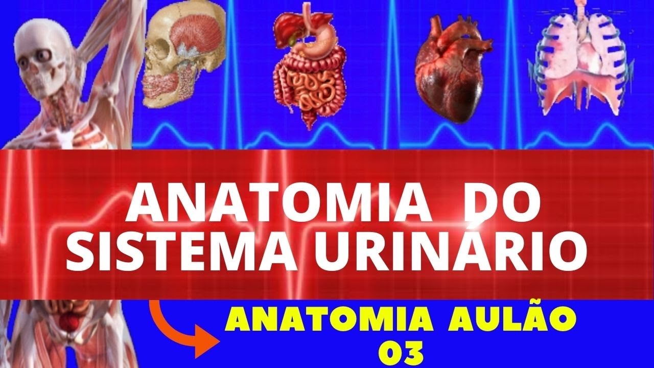 ANATOMIA COMPLETA DO SISTEMA URINÁRIO (ANATOMIA HUMANA) - SISTEMA EXCRETOR #ANATOMIA