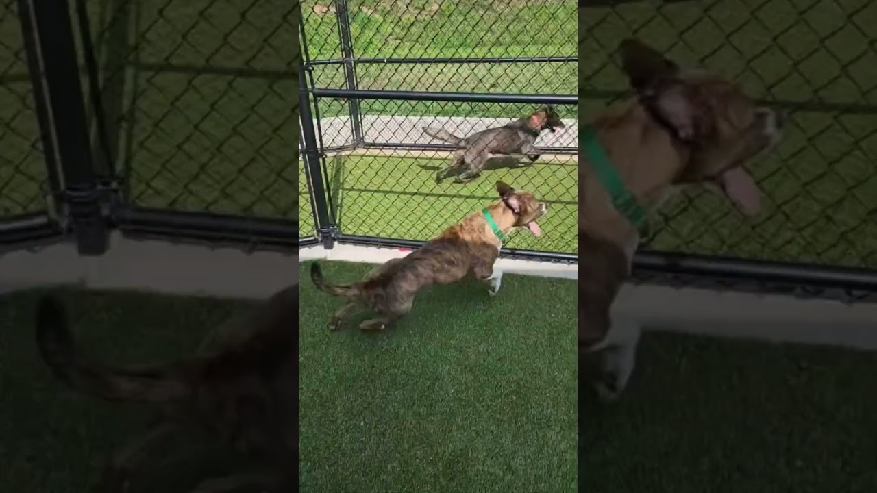 Milli, a Adoptable Mixed Breed in Greensboro, NC video 6/6