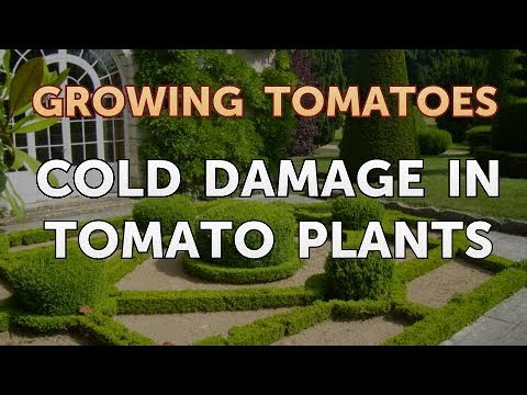 Is Vinegar Good for Tomato Plants