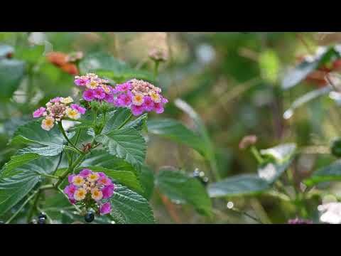 Till Fellner & Kent Nagano(Beethoven0 - Piano Concerto No. 5 E-flat Major Op. 73 (1~3)