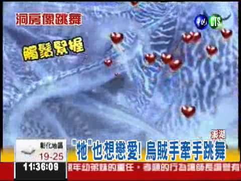 "舞"動幸福! 烏賊情侶跳求偶舞