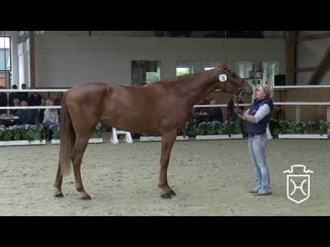 Holsteiner Stuteneintragung 2016 - Rendsburg-Eckernförde - erster Schrittring