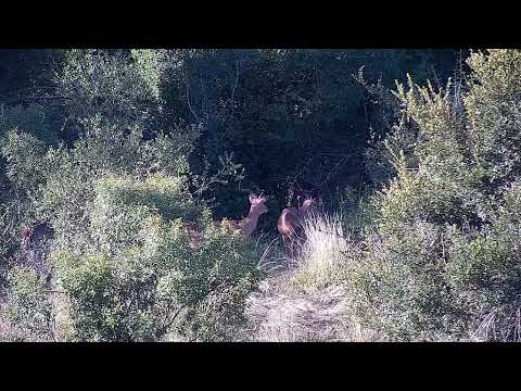 Djuma: Nyala bull and Impala rams - 16:50 - 03/19/2022