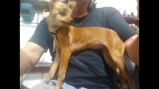 Free AKC Chihuahua From Craigslist 4K Video