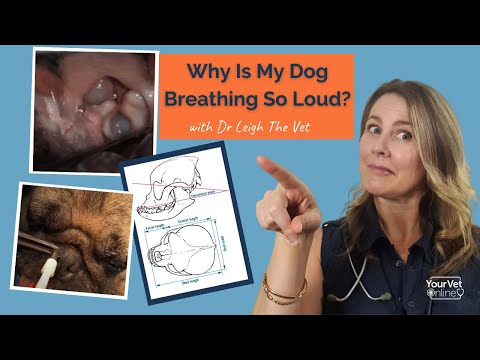Noisy Snoring & Breathing? Brachycephalic Obstructive Airway Syndrome In Dogs