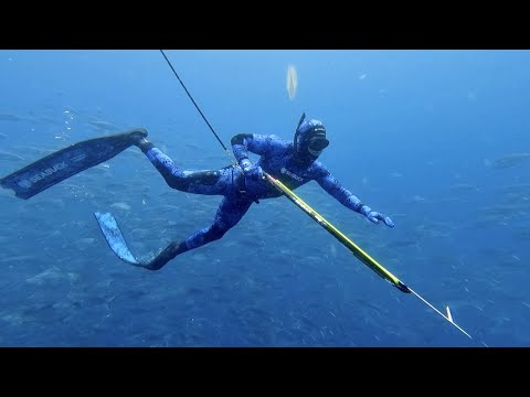 Spearfishing and Freediving the Alderman Islands New Zealand |  Yellowtail Kingfish and Blue Water