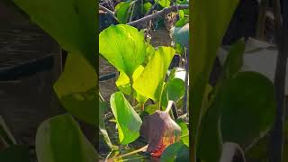Como identificar capivaras macho #animais