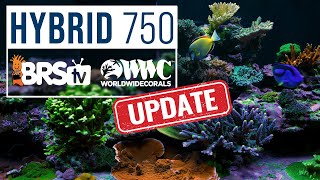 A SPS Coral Lover&#39;s Paradise! 750XXL BRS/WWC Hybrid Method Video Update
