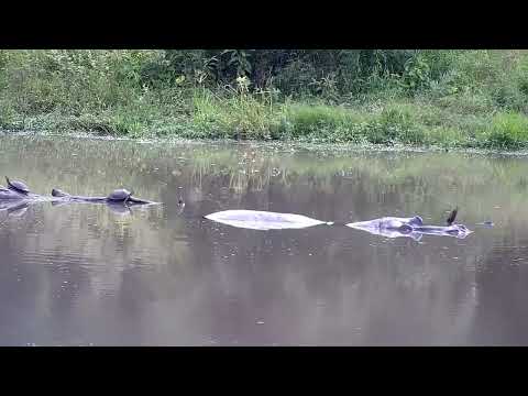 Djuma: Hippo and Terrapins - 09:55 - 04/01/2023