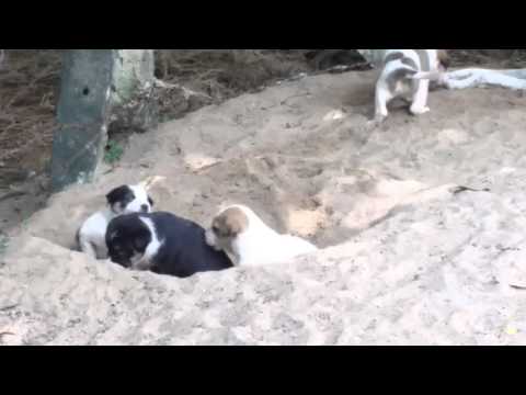 Funniest puppys fighting