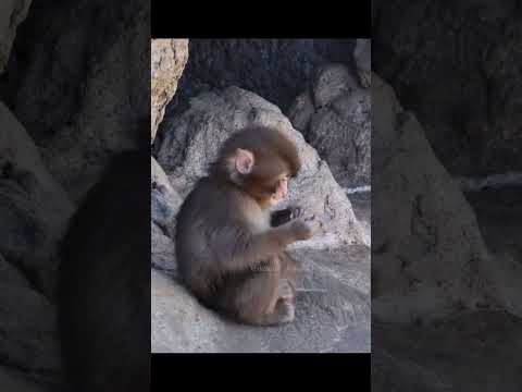 #youtubeshorts #monkey #cute