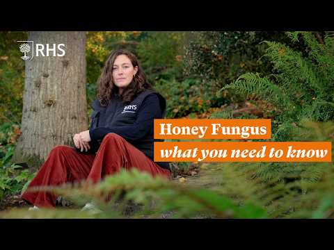 Honey Fungus: What you need to know | The RHS
