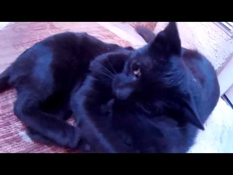 Котики украли пустую пачку от валерианы сухой нанюхались и балдеют