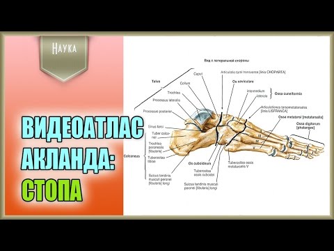 Все виды лечение артроза коленного сустава Как поддержать суставы в старости
