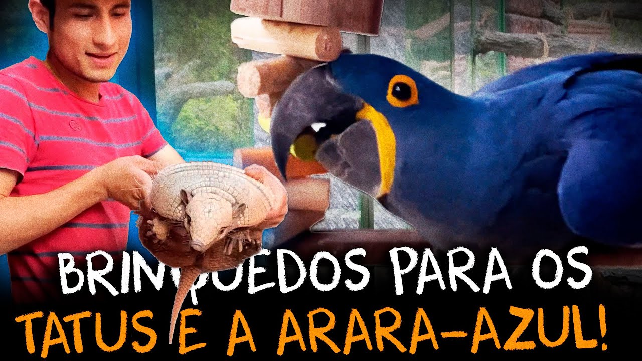 CUIDANDO DOS TATUS E DA JADE: COMO ENRIQUECEMOS O AMBIENTE NA CASA DOS BICHOS!