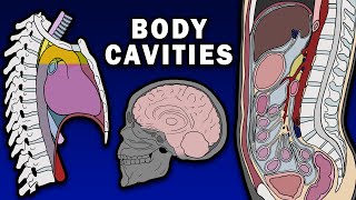 BODY CAVITIES ANATOMY - Cranial, Spinal, Thoracic, Abdominopelvic