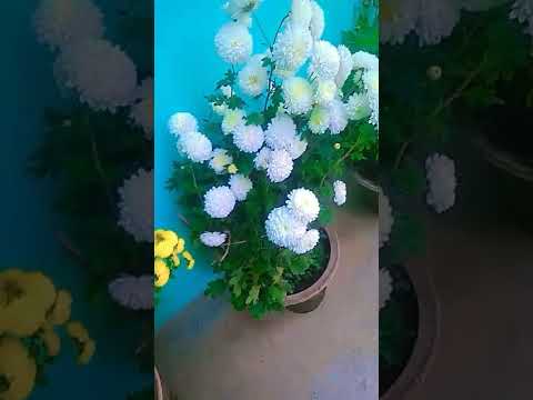 chrysanthemum flowers 🏵️🏵️🌼☺️☺️🙀#shorts