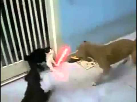 LMFAO ! Amazing Jedi Cats fight