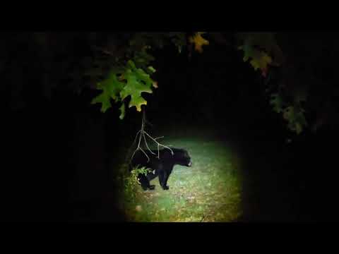 "Mr. Bear Eating Acorns From The Oak Tree Now" - Full video - 10.16.24