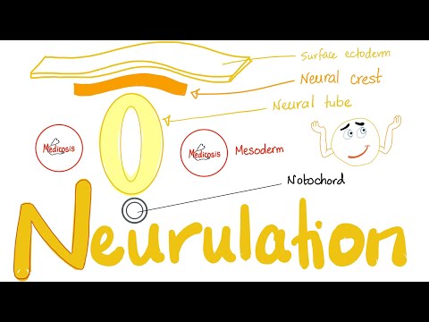 Embryology of Nervous System | Neurulation | Neural Tube & Neural Crest